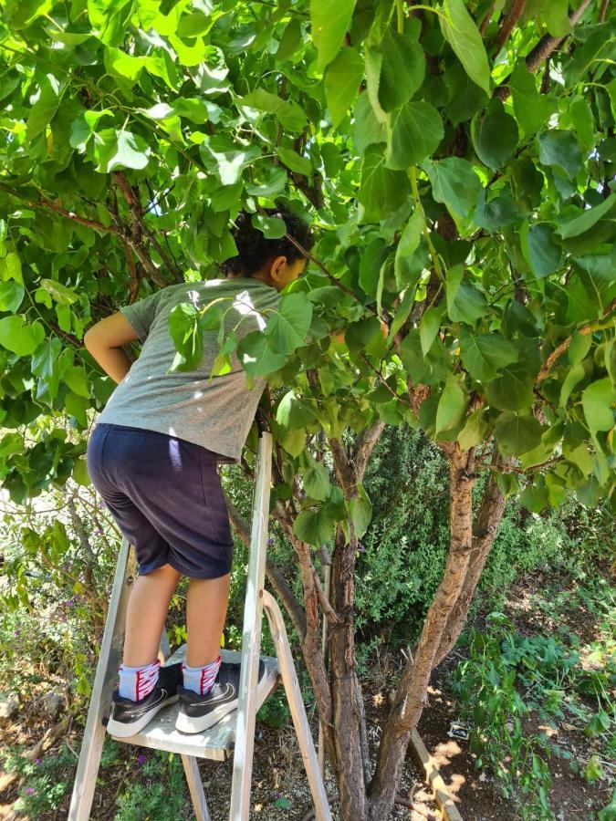 בין הר למעיין Leilighet Kfar Tavor Eksteriør bilde