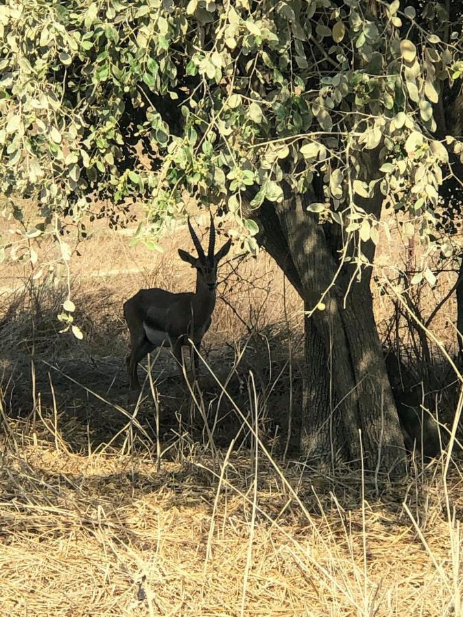 בין הר למעיין Leilighet Kfar Tavor Eksteriør bilde
